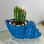 Casa Chicchella- Authentic Experience