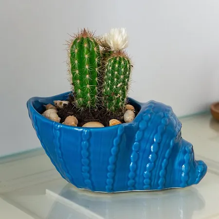 Casa Chicchella- Authentic Experience